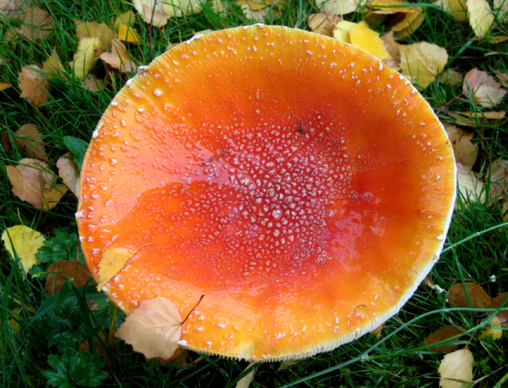 Large orange mushroom Large orange mushroom