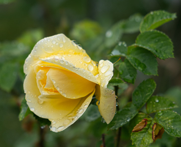 A yellow Fru Dagmar Hastrup rose blossom A yellow Fru Dagmar Hastrup rose blossom